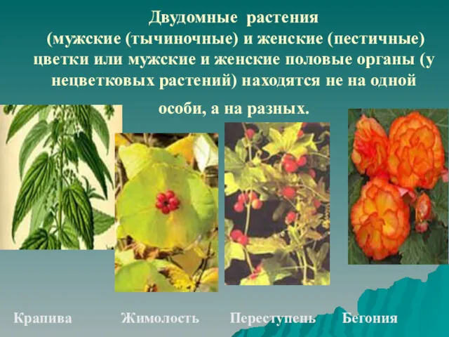 Двудомные растения (мужские (тычиночные) и женские (пестичные) цветки или мужские и женские половые