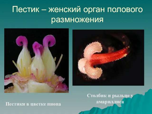 Пестик – женский орган полового размножения Пестики в цветке пиона Столбик и рыльце у амариллиса