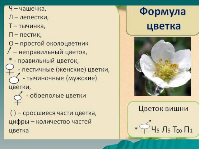 Формула цветка Ч Л Т П