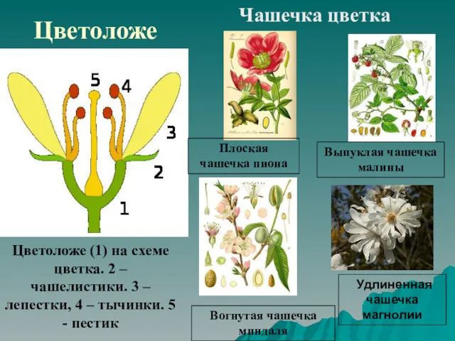 Цветоложе Цветоложе (1) на схеме цветка. 2 – чашелистики. 3 – лепестки, 4