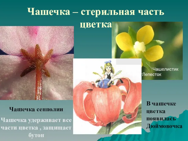 Чашечка – стерильная часть цветка Чашечка сенполии Чашечка удерживает все части цветка ,