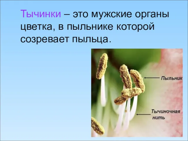 Тычинки – это мужские органы цветка, в пыльнике которой созревает пыльца.