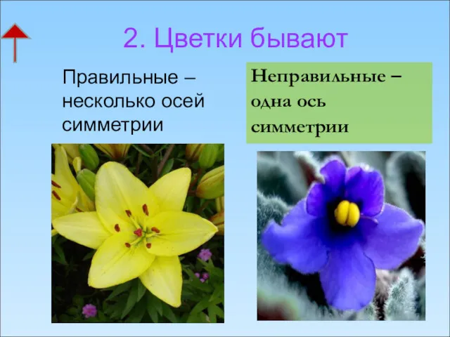 2. Цветки бывают Правильные –несколько осей симметрии Неправильные – одна ось симметрии