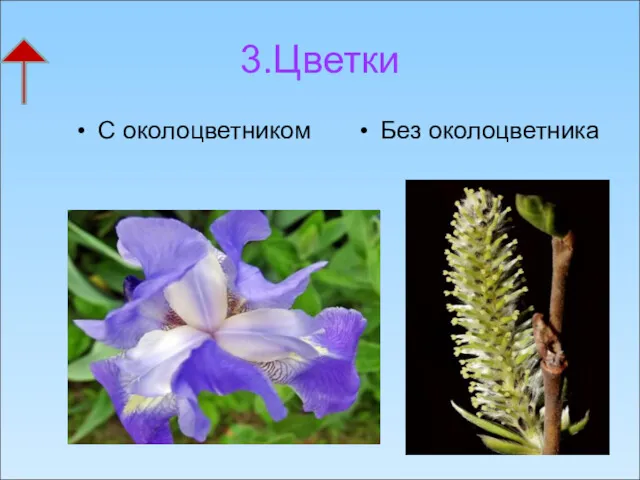 3.Цветки С околоцветником Без околоцветника