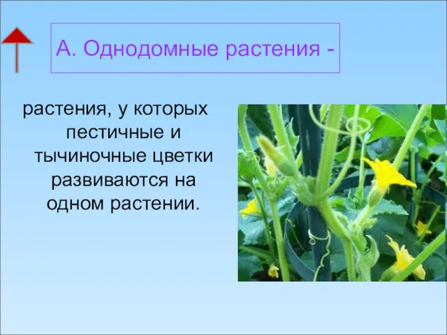 А. Однодомные растения - растения, у которых пестичные и тычиночные цветки развиваются на одном растении.