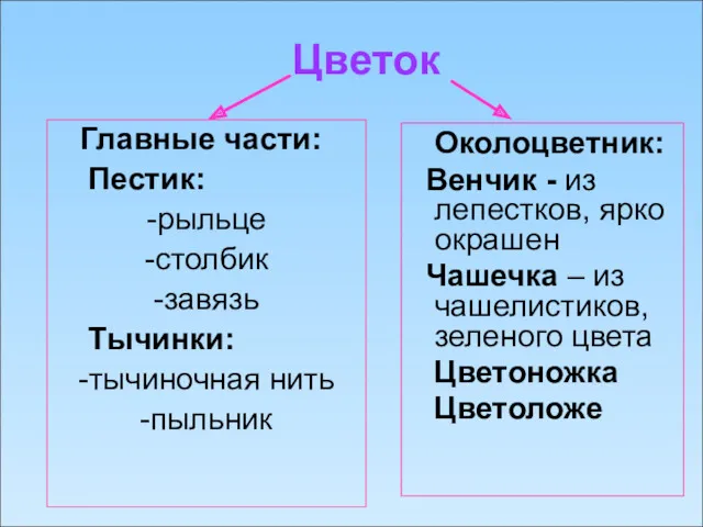 Цветок Главные части: Пестик: -рыльце -столбик -завязь Тычинки: -тычиночная нить