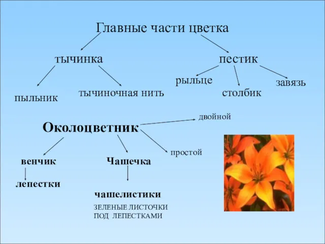 Главные части цветка тычинка пестик пыльник тычиночная нить рыльце столбик