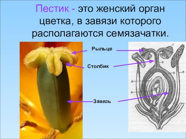 Пестик - это женский орган цветка, в завязи которого располагаются семязачатки. Рыльце Столбик Завязь