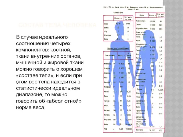 СОСТАВ ТЕЛА ЧЕЛОВЕКА В случае идеального соотношения четырех компонентов: костной,