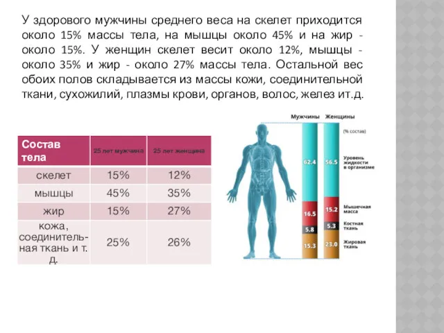 У здорового мужчины среднего веса на скелет приходится около 15%