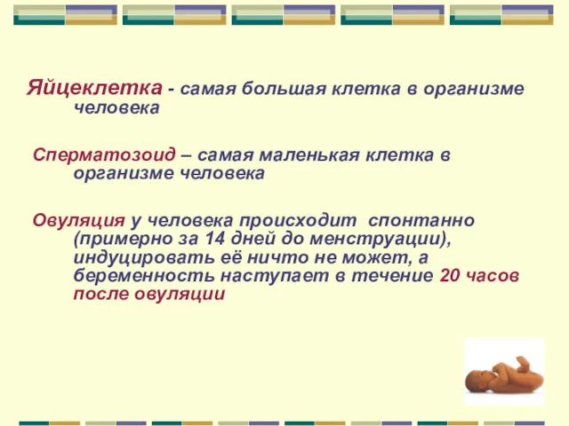 Яйцеклетка - самая большая клетка в организме человека Сперматозоид –