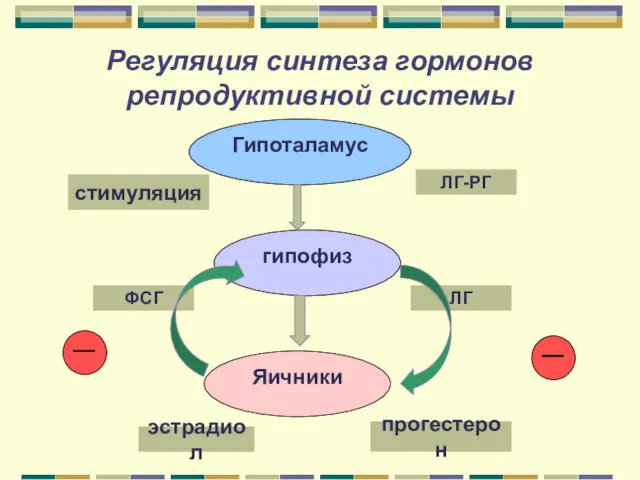 Регуляция синтеза гормонов репродуктивной системы Гипоталамус стимуляция ЛГ-РГ гипофиз Яичники ФСГ эстрадиол прогестерон ЛГ