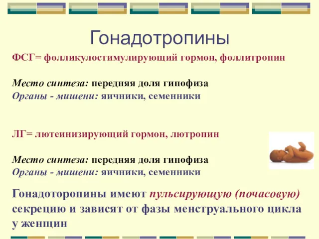 Гонадотропины ФСГ= фолликулостимулирующий гормон, фоллитропин Место синтеза: передняя доля гипофиза