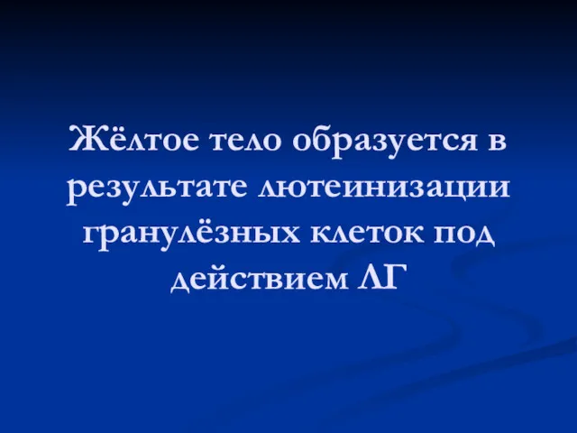 Жёлтое тело образуется в результате лютеинизации гранулёзных клеток под действием ЛГ