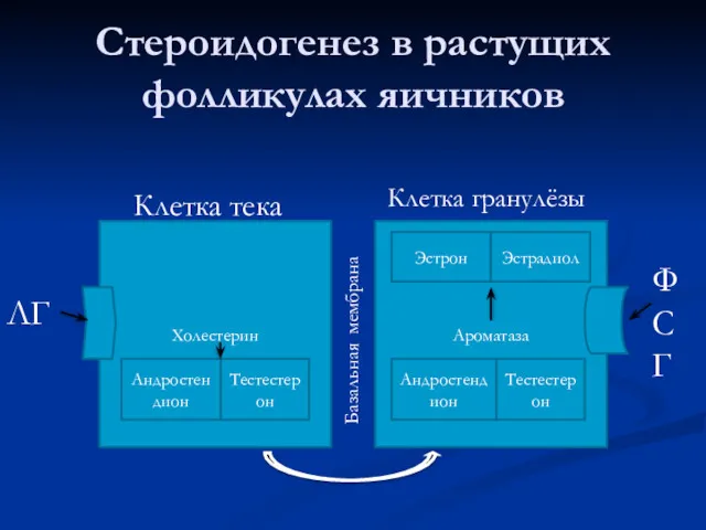 Стероидогенез в растущих фолликулах яичников Холестерин Ароматаза Андростендион Тестестерон Андростендион