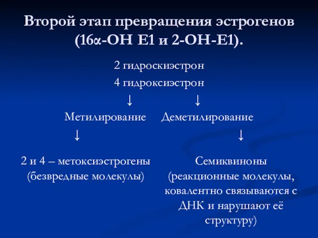 Второй этап превращения эстрогенов (16α-ОН Е1 и 2-ОН-Е1). 2 гидроскиэстрон