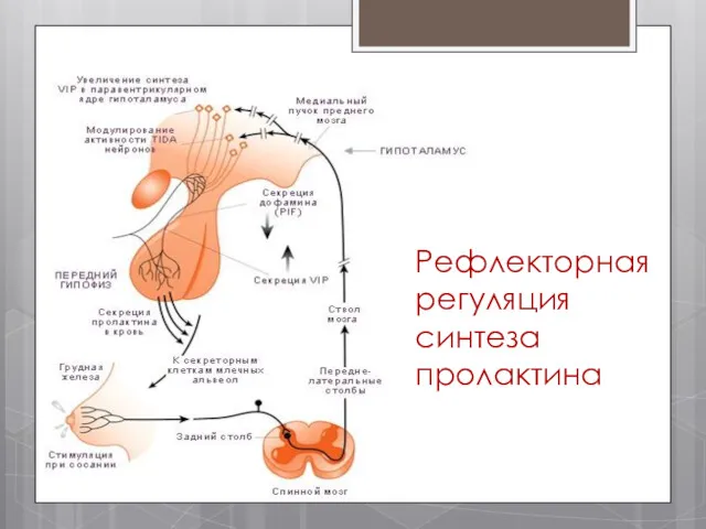 Рефлекторная регуляция синтеза пролактина