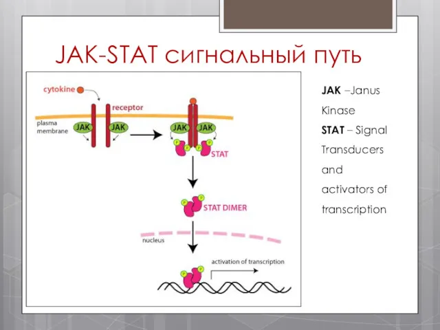 JAK-STAT сигнальный путь JAK –Janus Kinase STAT – Signal Transducers and activators of transcription