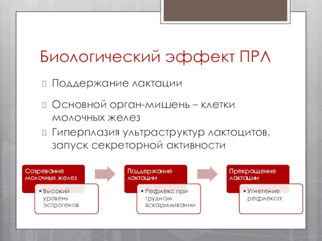 Биологический эффект ПРЛ Поддержание лактации Основной орган-мишень – клетки молочных