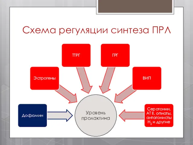 Схема регуляции синтеза ПРЛ