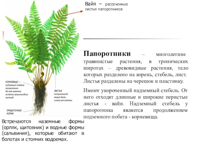 Вайя – рассеченные листья папоротников Папоротники – многолетние травянистые растения,