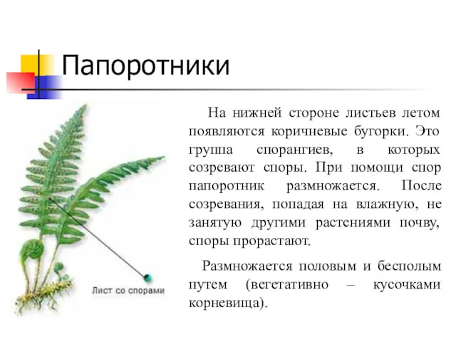 Папоротники На нижней стороне листьев летом появляются коричневые бугорки. Это