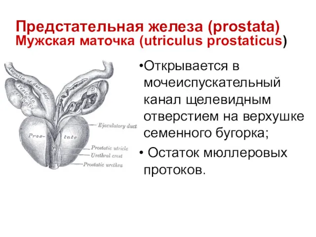 Открывается в мочеиспускательный канал щелевидным отверстием на верхушке семенного бугорка;