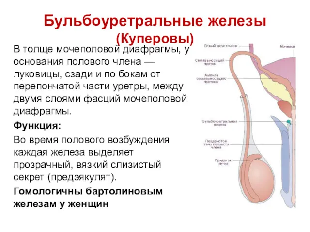 Бульбоуретральные железы (Куперовы) В толще мочеполовой диафрагмы, у основания полового