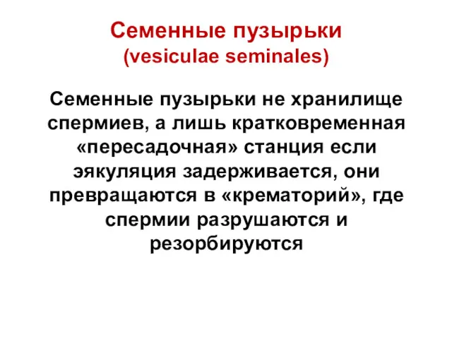 Семенные пузырьки не хранилище спермиев, а лишь кратковременная «пересадочная» станция