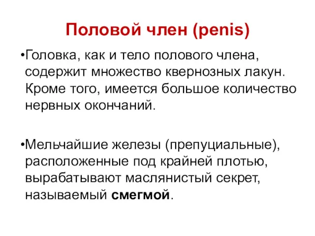 Головка, как и тело полового члена, содержит множество квернозных лакун.