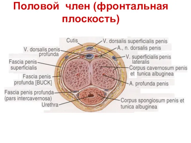 Половой член (фронтальная плоскость)