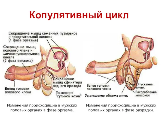 Копулятивный цикл Изменения происходящие в мужских половых органах в фазе