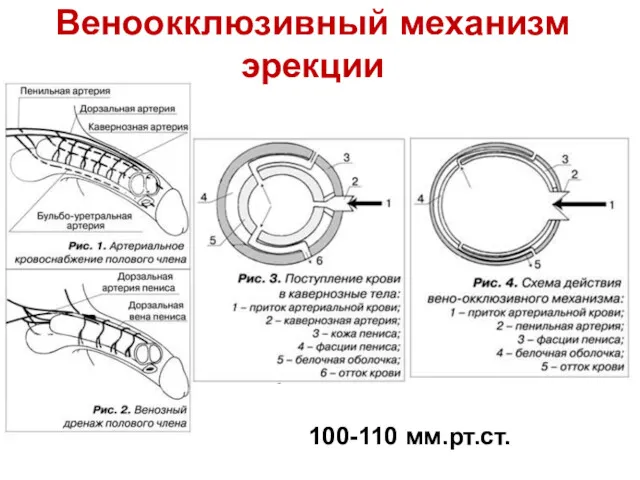 Веноокклюзивный механизм эрекции 100-110 мм.рт.ст.