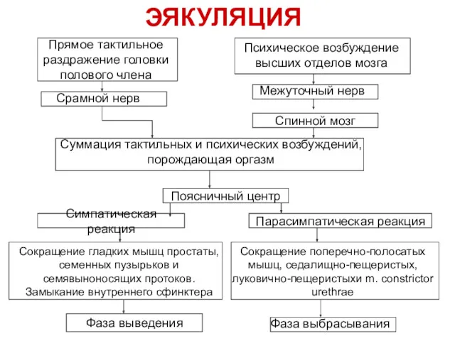 ЭЯКУЛЯЦИЯ Прямое тактильное раздражение головки полового члена Психическое возбуждение высших