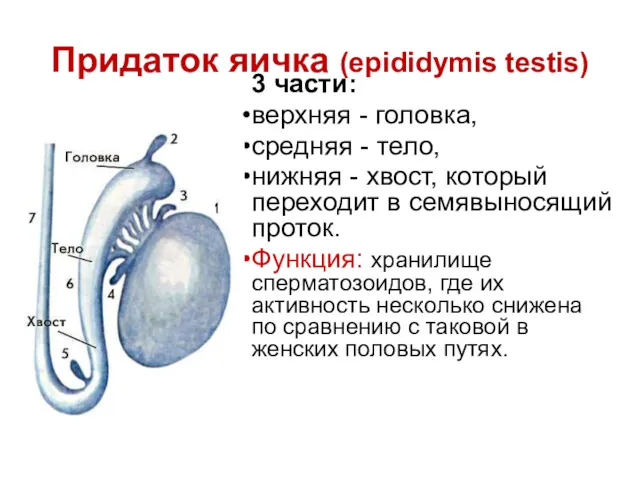 Придаток яичка (epididymis testis) 3 части: верхняя - головка, средняя