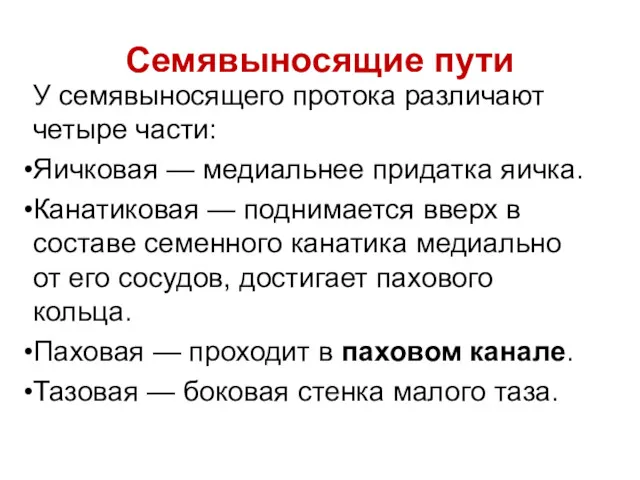 У семявыносящего протока различают четыре части: Яичковая — медиальнее придатка