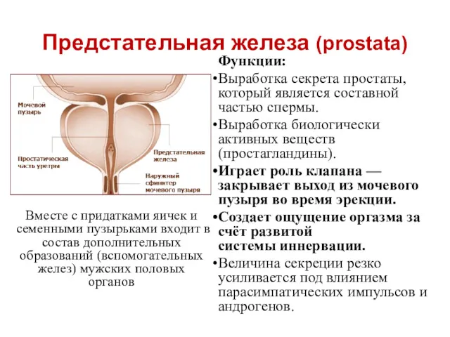Предстательная железа (prostata) Функции: Выработка секрета простаты, который является составной
