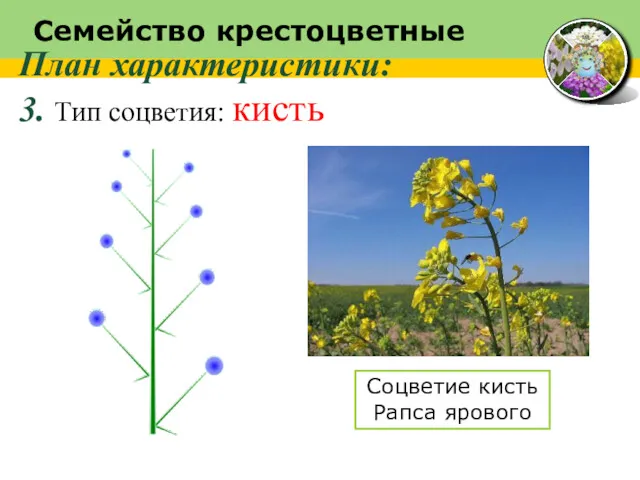 Семейство крестоцветные План характеристики: 3. Тип соцветия: кисть Соцветие кисть Рапса ярового