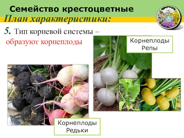 Семейство крестоцветные План характеристики: 5. Тип корневой системы – образуют корнеплоды Корнеплоды Редьки Корнеплоды Репы