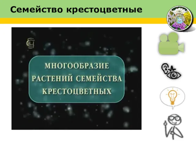 Семейство крестоцветные