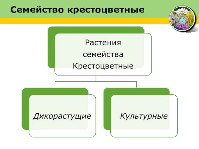 Семейство крестоцветные