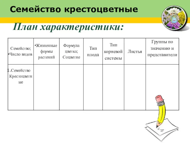 Семейство крестоцветные План характеристики: