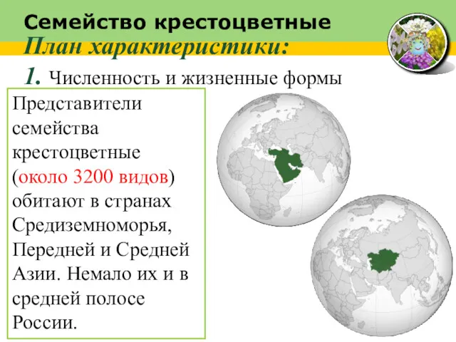 Семейство крестоцветные План характеристики: 1. Численность и жизненные формы Представители