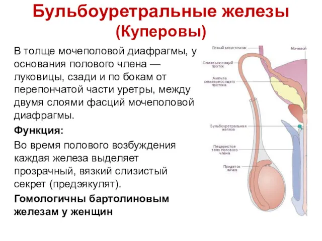Бульбоуретральные железы (Куперовы) В толще мочеполовой диафрагмы, у основания полового