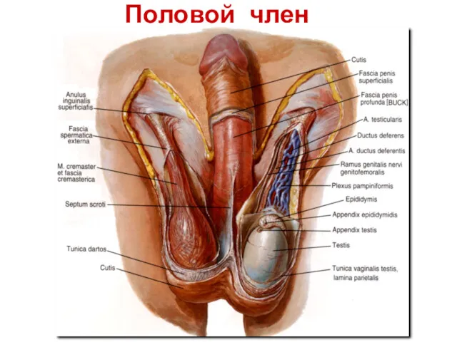 Половой член