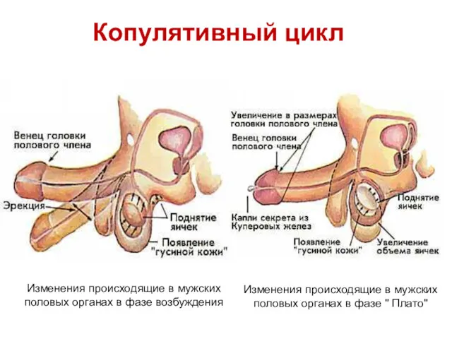 Копулятивный цикл Изменения происходящие в мужских половых органах в фазе