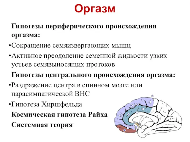Оргазм Гипотезы периферического происхождения оргазма: Сокращение семяизвергающих мышц Активное преодоление