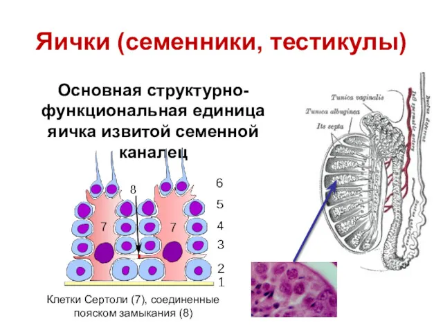 Основная структурно-функциональная единица яичка извитой семенной каналец Яички (семенники, тестикулы)