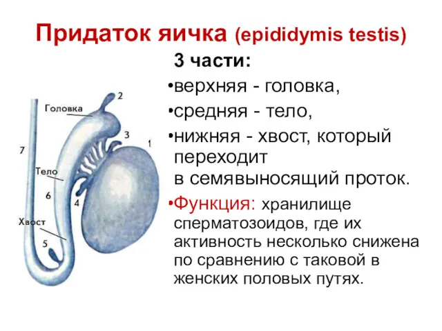 Придаток яичка (epididymis testis) 3 части: верхняя - головка, средняя