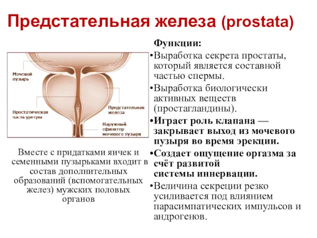 Предстательная железа (prostata) Функции: Выработка секрета простаты, который является составной